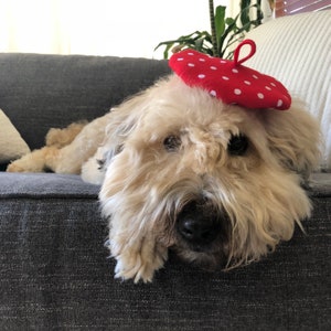 水玉模様のミニベレー帽（複数色）