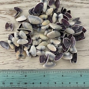 Blue Coquina Shell Pairs for shell crafting shell art