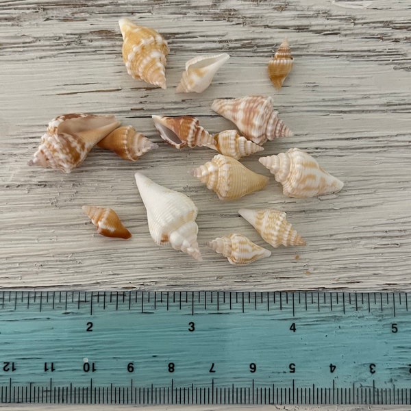 Mini Fighting Conch Shells from Southwest Florida seashells