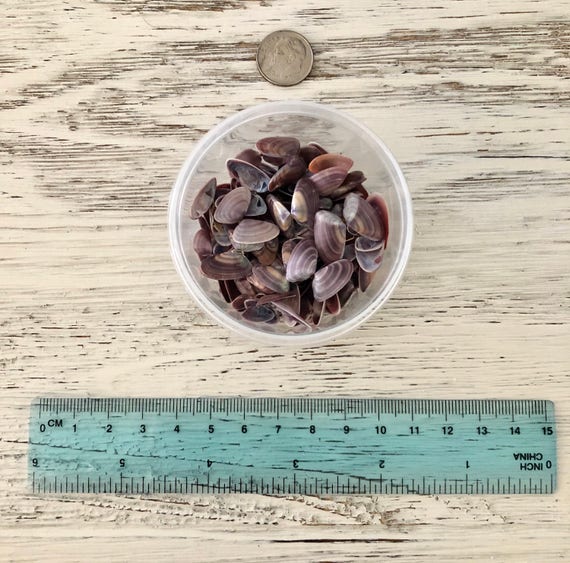 ~ Coquina Shell Pairs ~ 40 ~ Mini//Micro ~ White /& Purple ~ Sailor/'s Valentines ~