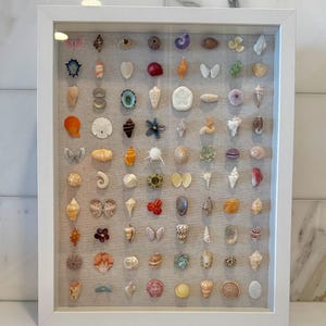 Può includere: Un'esposizione incorniciata di varie conchiglie in una cornice bianca. Le conchiglie sono disposte su uno sfondo di tessuto neutro. Le conchiglie variano per dimensioni, forma e colore, tra cui bianco, arancione, rosa e marrone. La cornice misura circa 30 cm per 40 cm.