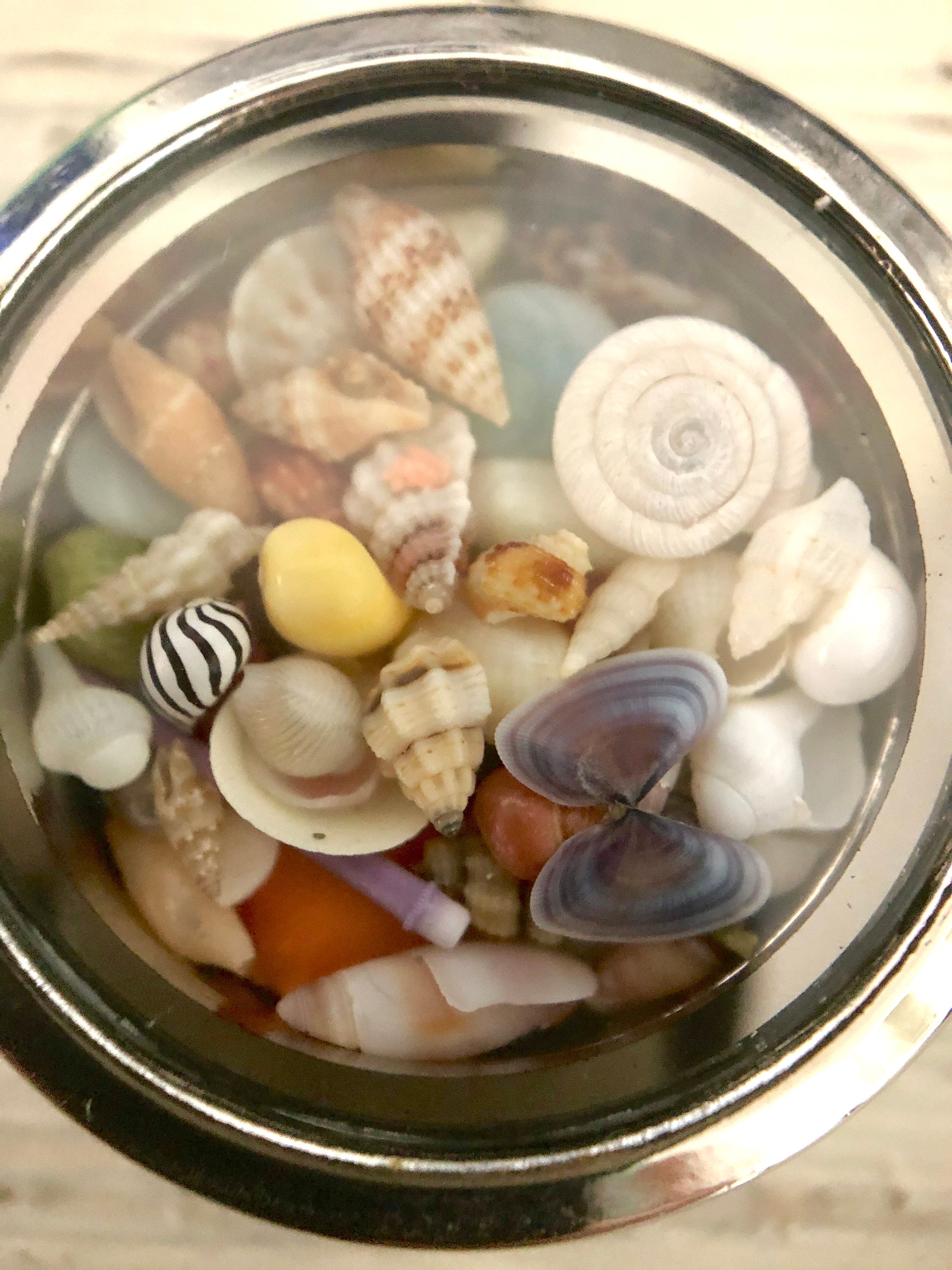 Colorful Shells From Around the World Micro Shells Locket, Beach ...