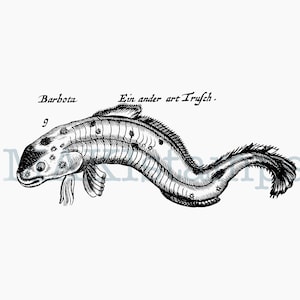 ヴィンテージの魚のゴム製アートスタンプ、1665年代のオリジナル彫刻による科学的な魚のスタンプ - 未マウントまたはクリングスタンプ (170416)