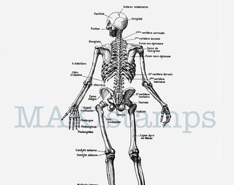 Skeleton rubber stamp anatomical stamp - unmounted or cling stamp (180604)