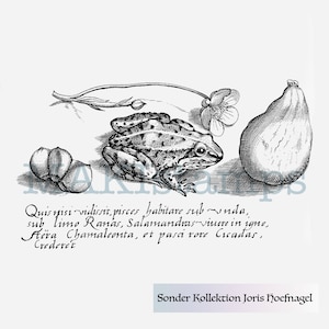 Frog rubber stamp still life Joris Hoefnagel SPECIAL COLLECTION - unmounted rubber or cling stamp option (190417)