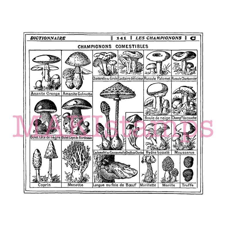 unmounted or cling stamp option 170101 Big mushroom rubber stamp vintage french mushroom chart