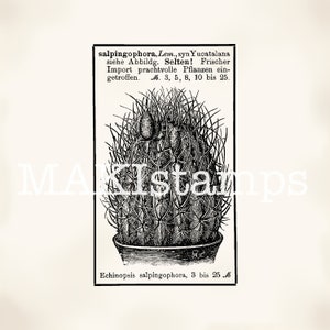 Anúncio vintage alemão de varejista de cactos - carimbo sem montagem ou adesivo (190212)