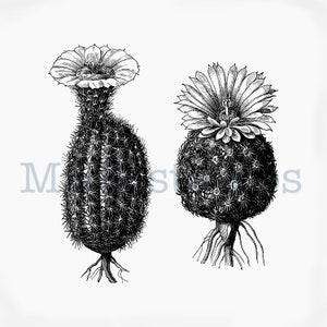 Conjunto de dois carimbos de borracha em forma de flor de cacto - carimbo sem montagem ou adesivo (190204)