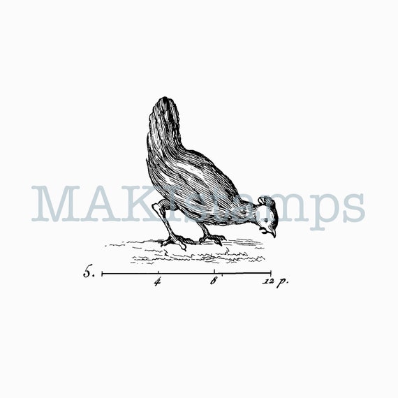 Rubber Stamp Chicken From 1784 French Encyclopedia Unmounted Etsy