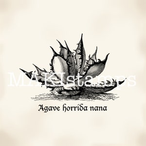 Stempel Agave horrida nana Halloween-stempel - niet gemonteerd of plakzegel (190214)
