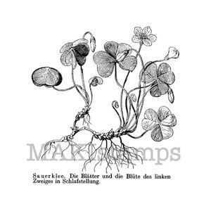 Plant stamp / Wood sorrel / Unmounted rubber stamp (140207)