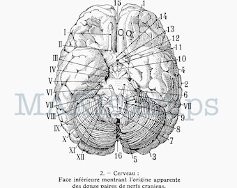 Vintage anatomy rubber stamp human brain - unmounted rubber stamp or cling stamp option (200104)