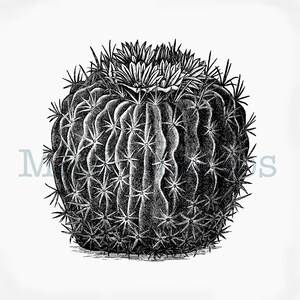 Tampon en caoutchouc Cactus avec fleurs - Tampon non monté ou autocollant (190208)