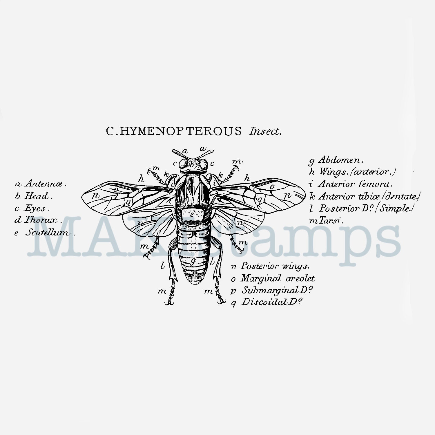 Full Bee Rubber Stamp