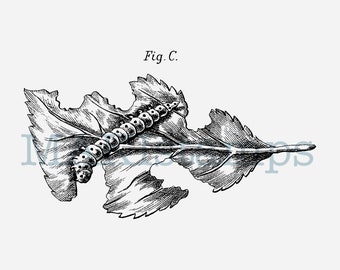 Beautiful caterpillar rubber stamp - unmounted rubber stamp or cling stamp option (200311)
