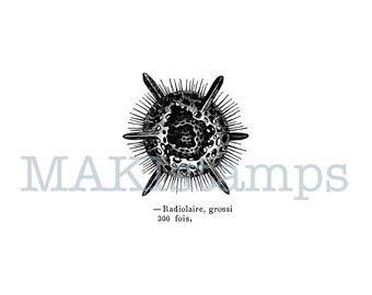 Science rubber stamp Radiolaria / Collage rubber stamp - unmounted or cling stamp (180614)