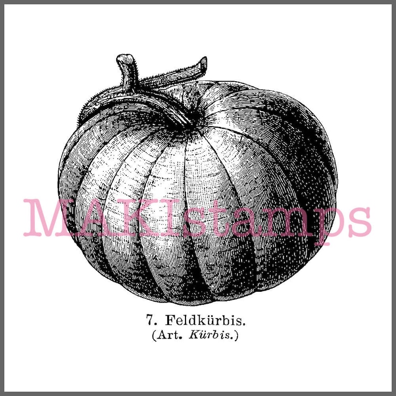 Halloween stamp / vegetable garden pumpkin - unmounted rubber stamp or cling stamp (170602) image 1