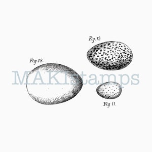 Sello de goma con forma de tres huevos de pajaritos (opción de sello de goma sin montar o sello adhesivo) (210102)