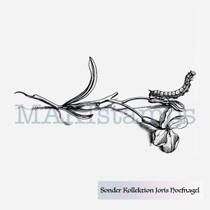 Caterpillar adorable rubber art stamp Joris Hoefnagel SPECIAL COLLECTION II - unmounted rubber or cling stamp option (190513)
