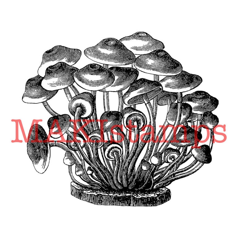 Mushroom rubber stamp / mushroom stamp / Unmounted rubber Etsy