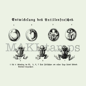 Large scientific frog evolution stamp / german text rubber stamp - unmounted or cling stamp (170402)