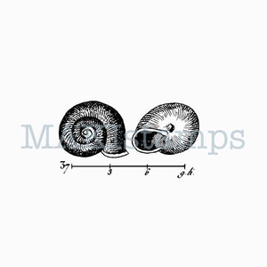 Timbro in gomma con piccole conchiglie di lumaca dall'enciclopedia francese del 1784 - opzione timbro in gomma non montato o timbro adesivo (220111)