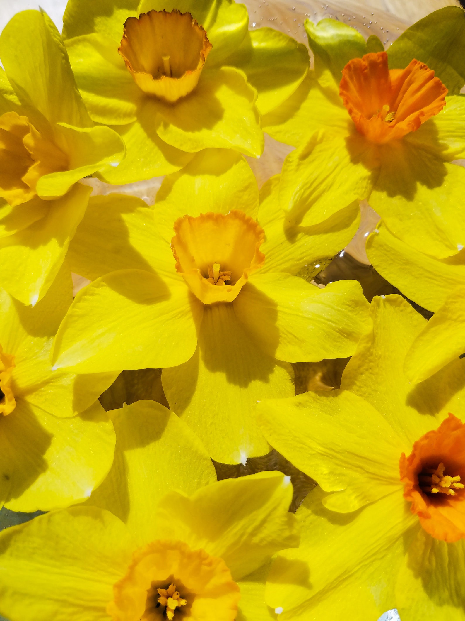 Daffodil Narcissus Flower Essence Etsy