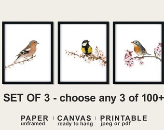 Colorful Bird Prints on Canvas or Paper, Bird Photography Prints, Birds on Branch Wall Art, Forest Animals in Nature Art