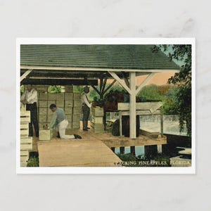 May include: Vintage postcard depicting workers packing pineapples in Florida. The image shows a wooden structure with a green roof, crates, and several people. The text "PACKING PINEAPPLES, FLORIDA" is visible at the bottom.