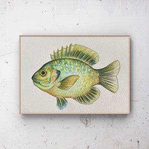 Hand Drawn French Country Art, Original Pan Fish Ink and coloured pencil drawing, Small Fish Still Life, Kitchen Art, 5x7