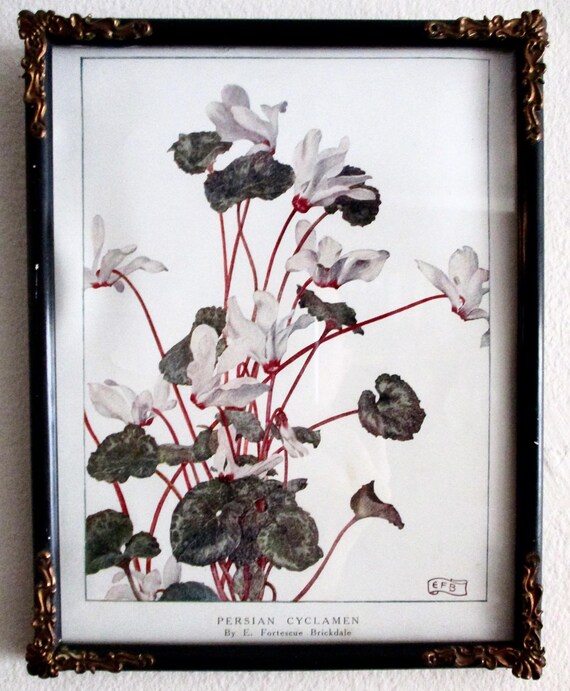 Framed Antique Persian Cyclamen Flower LIthograph by Eleanor Fortescue Brickdale  (1872-1945) Under Glass