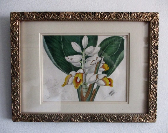 Antique Original 1818 Alpinia Ornamental Flower Botanical in Carved Gilt Wood Period Frame With Glass/Hand Colored By Edwards