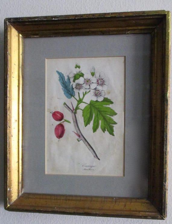 FAntique Hand-Colored Nature  Lithograph in Possibly Original Frame With Glass