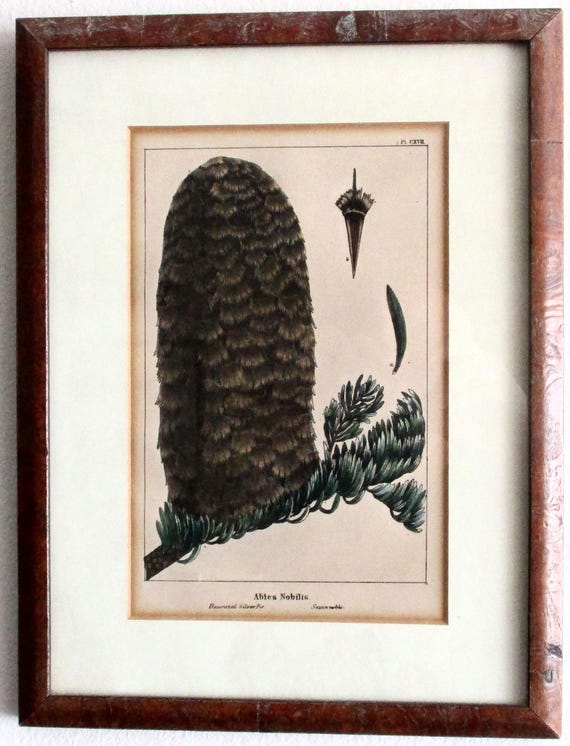 Antique Original Hand Colored LIthograph Fir Print