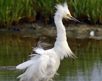 Snowy Egret,Rocky Neck SP CT,bird photography,shorebird photo,beach art,Clinton CT,marsh bird,unique gift,Etsy find,gift idea,trending item