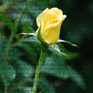 single rose,floral photography,yellow rose,trending item,unique gift,gift idea,wall art,home decor,Etsy find,spring theme,mother&#39;s day