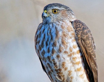 Cooper's Hawk,bird photography,wildlife photography,birds of prey,unique gift,nature photography,home decor,trending,Etsy find,raptor