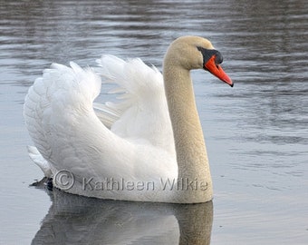 winter swan,bird photography,swan photo,Etsy find,nature photography,unique gift,gift idea,home decor,wall art,trending,graceful swan