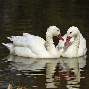 2 gansos, pájaros de amor, tarjeta de todas las ocasiones, fotografía de aves, para los amantes, aniversario, San Valentín, fotografía de la naturaleza, tarjeta única, para él, para ella
