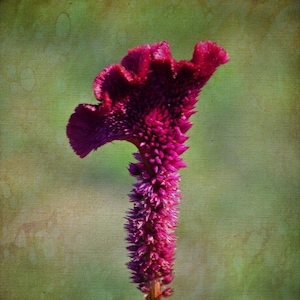 Fleur violette, carte de note vierge, carte unique, trouvailles Etsy, carte photo, carte de note florale, photographie d’art, tendance, carte de note personnelle, OOAK