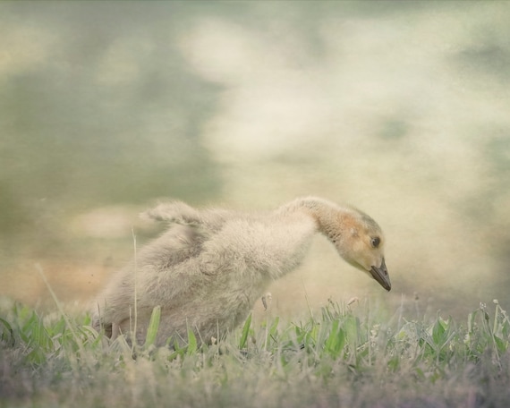 Gosling baby canada goose nursery art for kids room Etsy find trending cute baby goose baby animal art unique find shower gift