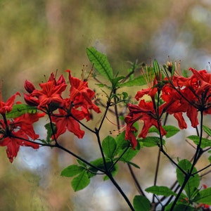 Rote Blumen,Blanko-Karte,Einzigartige Karte,Etsy-Fund,Fotokarte,florale Notizkarte,Fine Art Fotografie,all occasion card,trending,Frühlingsmotiv