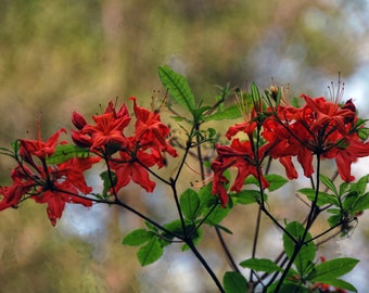 Red flowers,blank notecard,unique card,Etsy find,photo card,floral notecard,fine art photography,all occasion card,trending,spring theme