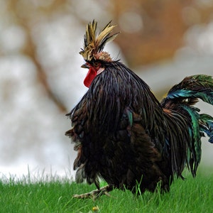 Huhn Grußkarte, lustige Grußkarte, einzigartige Karte, Foto-Notizkarte, Tierkarte, Trending, Etsy-Fund, humorvolle Karte, alle Gelegenheitskarte