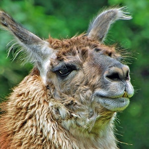 Lama Grußkarte,lustige Grußkarte,einzigartige Karte,humorvolle Karte,Foto-Notizkarte,Tierkarte,Trending,Etsy-Fund,alle Gelegenheitskarte,Trending