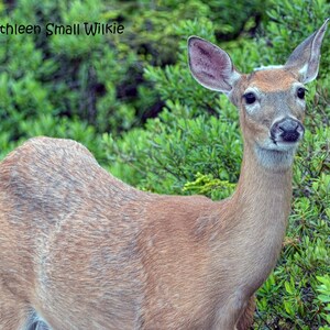 young deer,nature photo,Etsy find,unique gift,wildlife photography,animal photography,trending,Baxter State Park,gift idea,Maine wildlife
