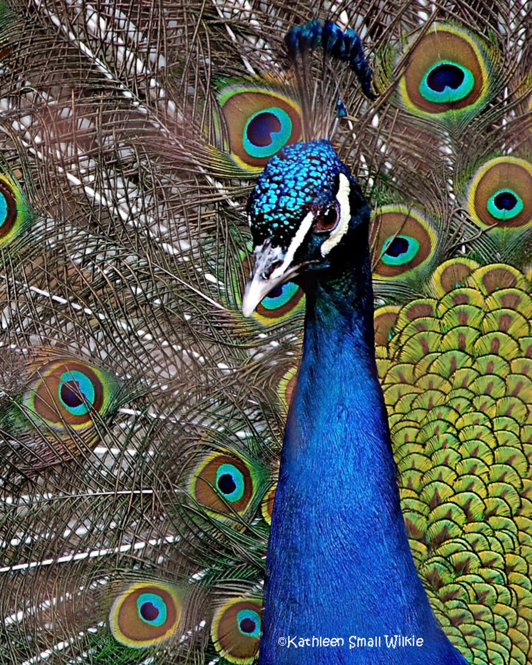 Iridescent Peacock Photo Print, Colorful Bird Wall Art - Etsy Canada