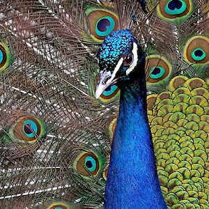 Colorful Peacock,iridescent colors,long fan tail,Etsy find,unique gift,gift ideas,beautiful feathers,home decor,wall art,trending,bird photo