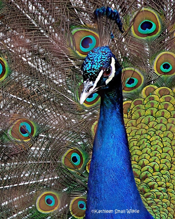 Peacock Ideas & Decor