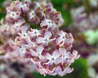 lilacs,floral photography,trending item,unique gift,gift idea,wall art,home decor,Etsy find,spring theme,purple lilac, fine art photography